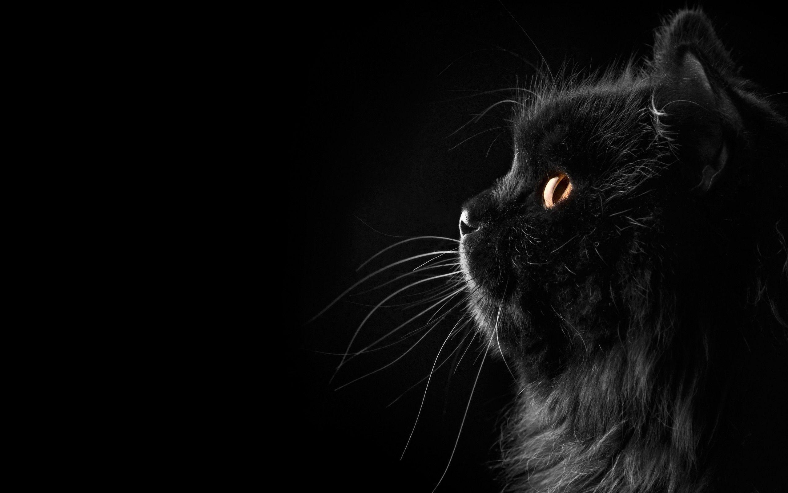 2560x1600 Black Cat Wallpaper 40 377089 High Definition Wallpaper. wallalay, Desktop