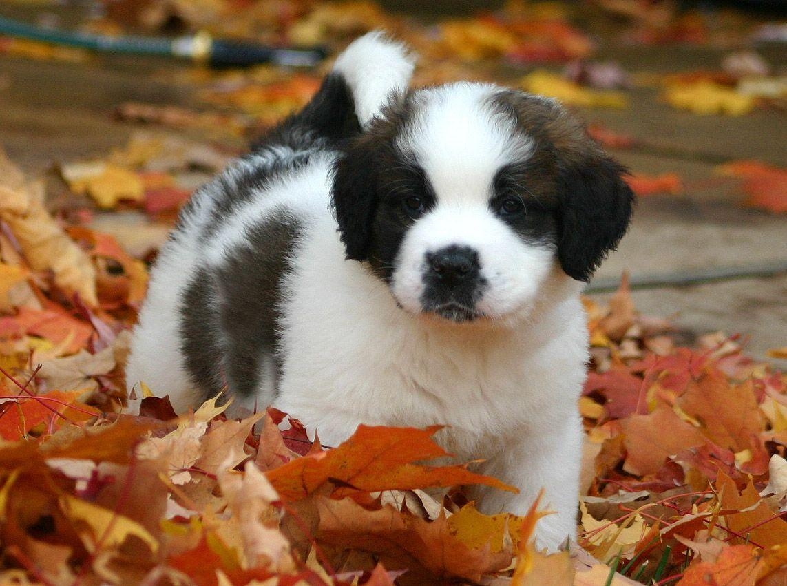 1150x860 St Bernard Puppies, Desktop