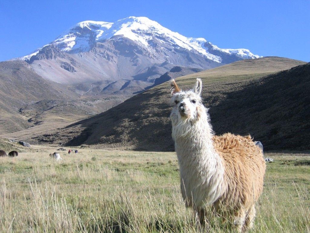 1030x770 Hot Llama Background Wallpaper WP Collection, Desktop