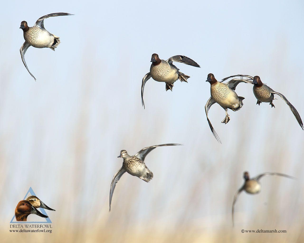 1280x1030 Pix For > Delta Waterfowl Wallpaper, Desktop