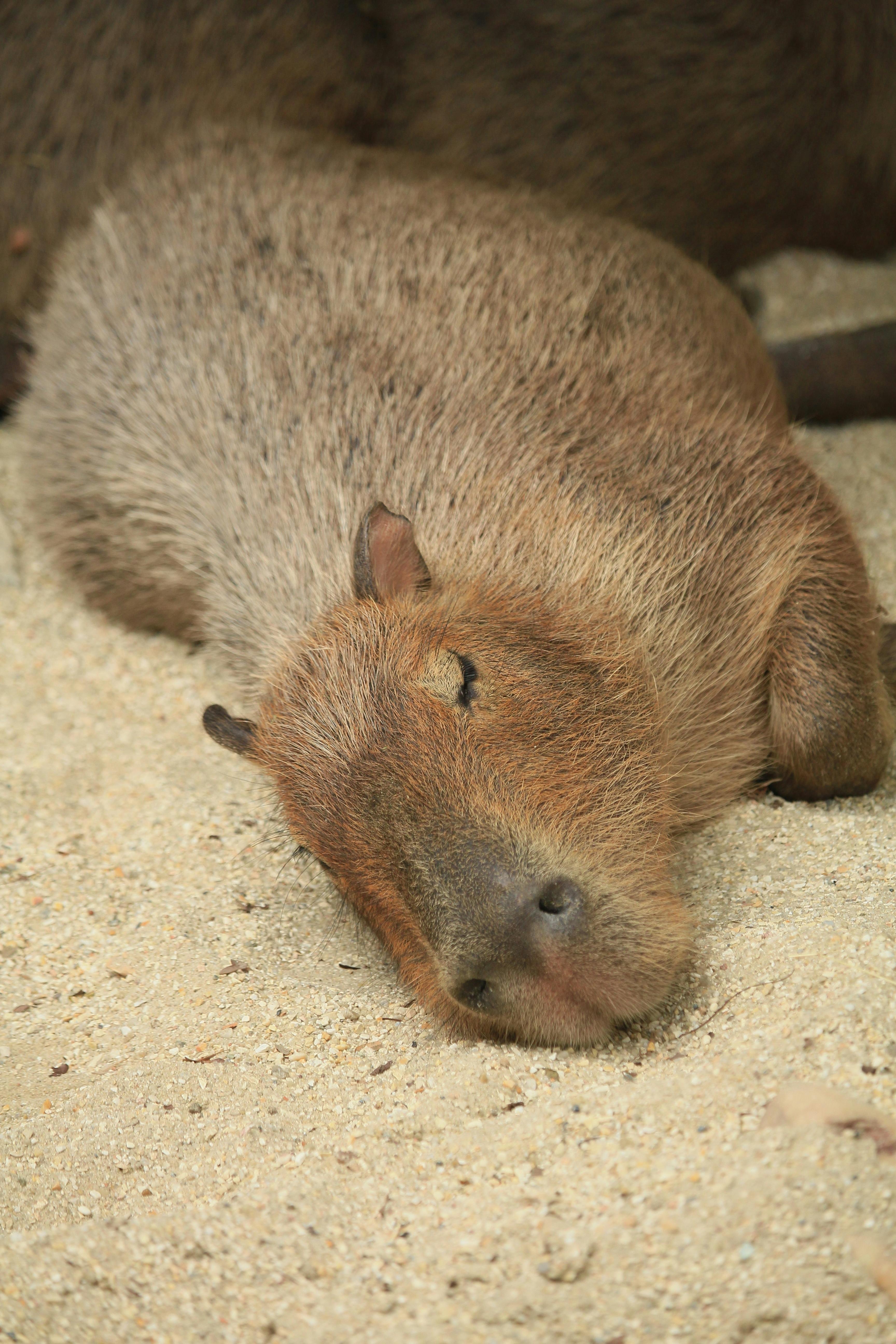 3460x5190 Capybara Sleeping · Free, Phone