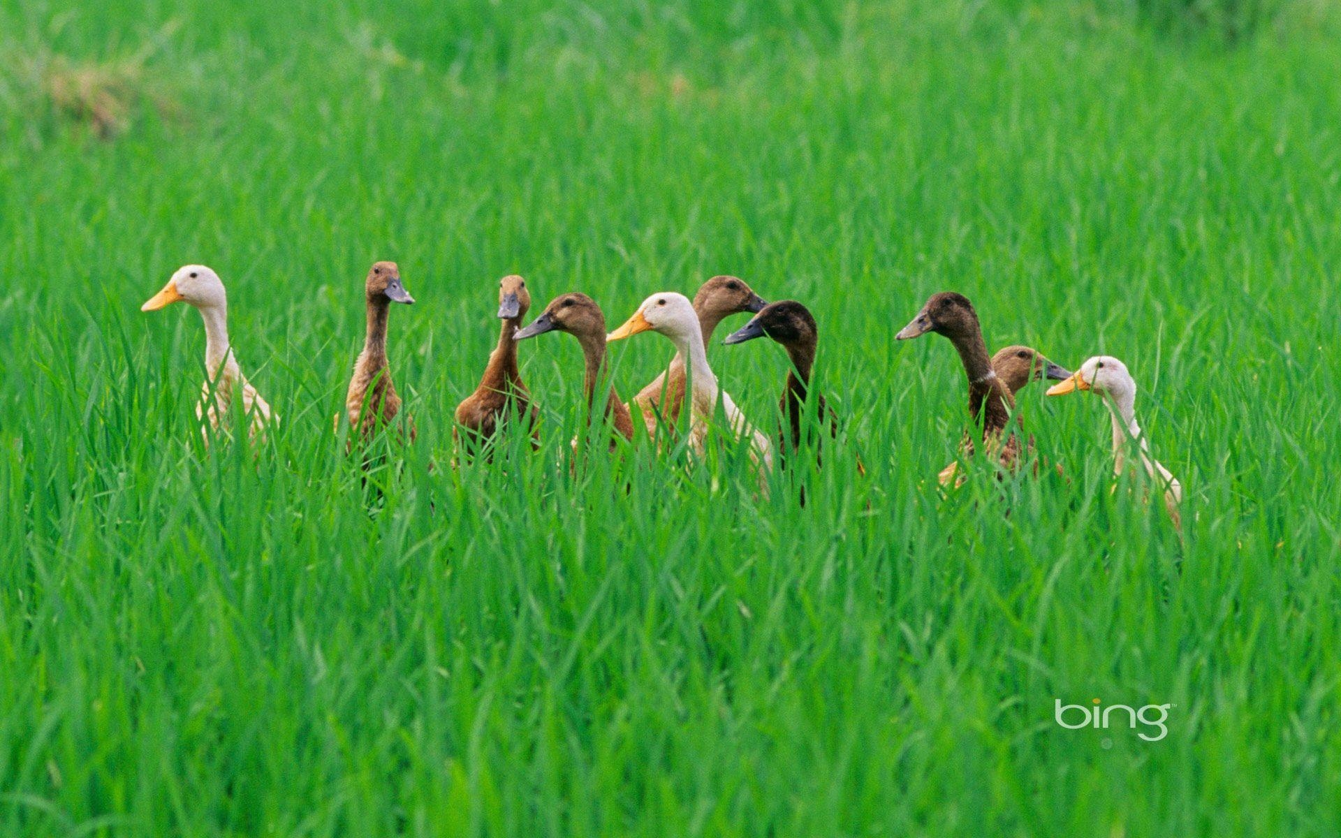 1920x1200 Ducks in a rice field near Ubud, Bali, Indonesia, Desktop