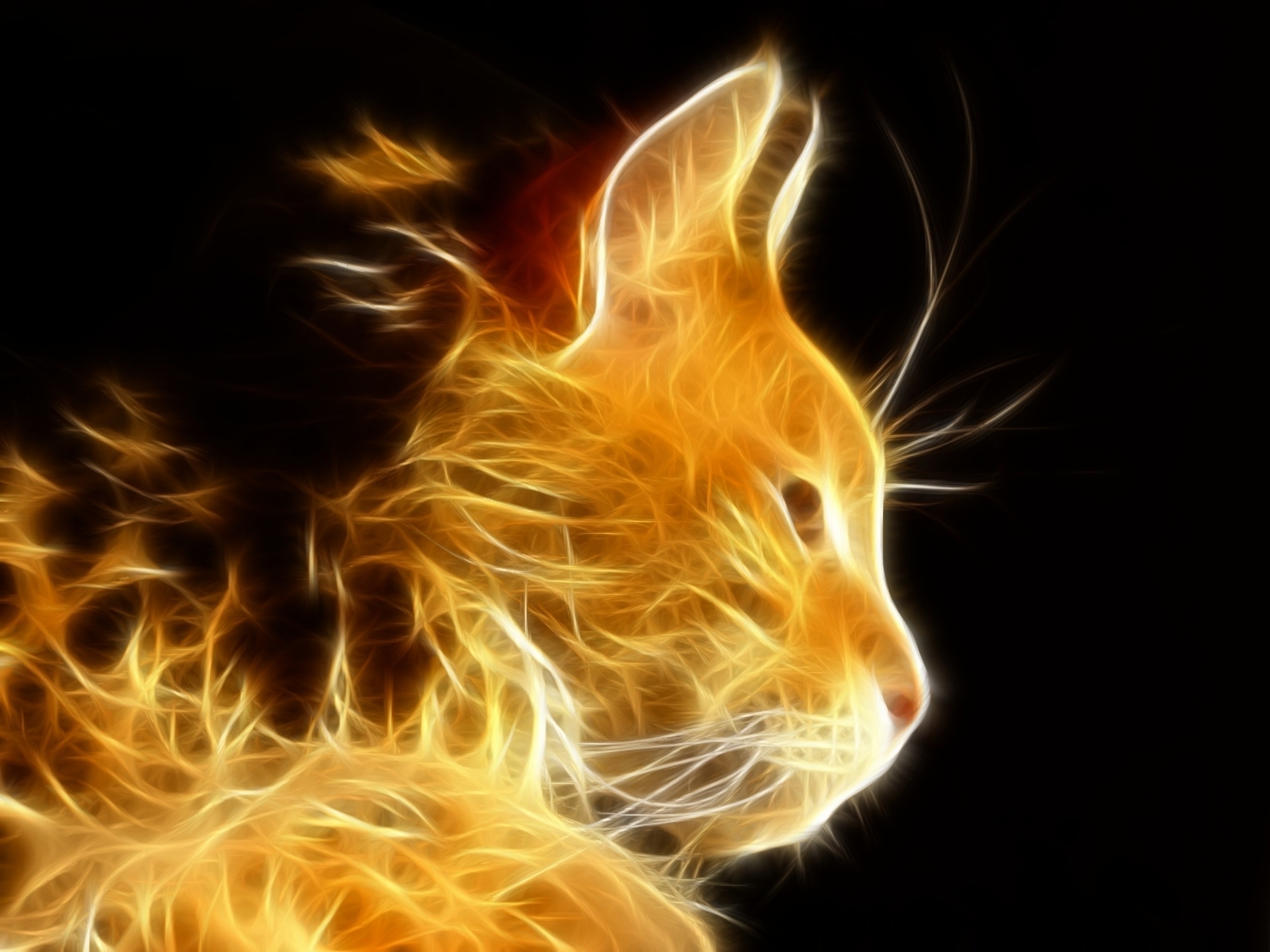 2560x1920 Space Cat Wallpaper. Background. Photo. Image, Desktop