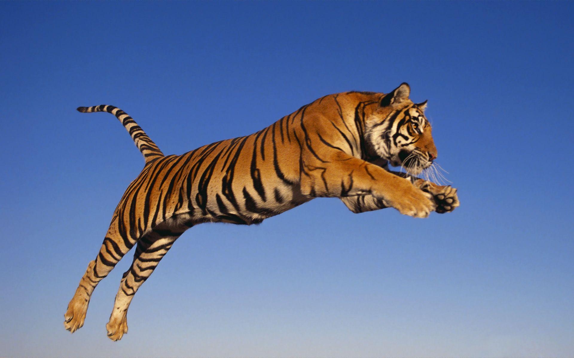 1920x1200 Jumping Tiger Wallpaper HD Wallpaper. Cool Walldiskpaper.com, Desktop