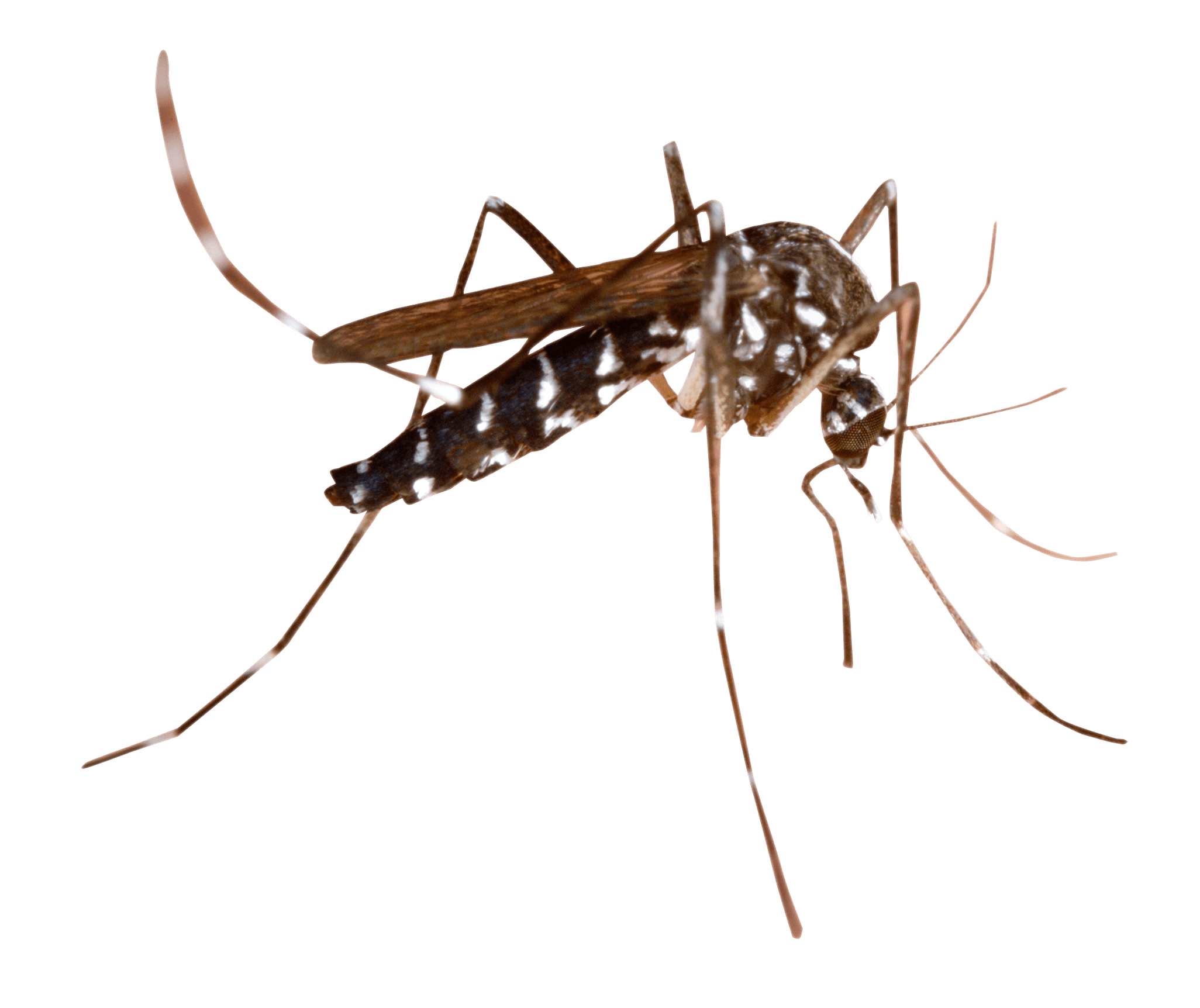 2060x1730 Mosquito PNG image free download, Desktop