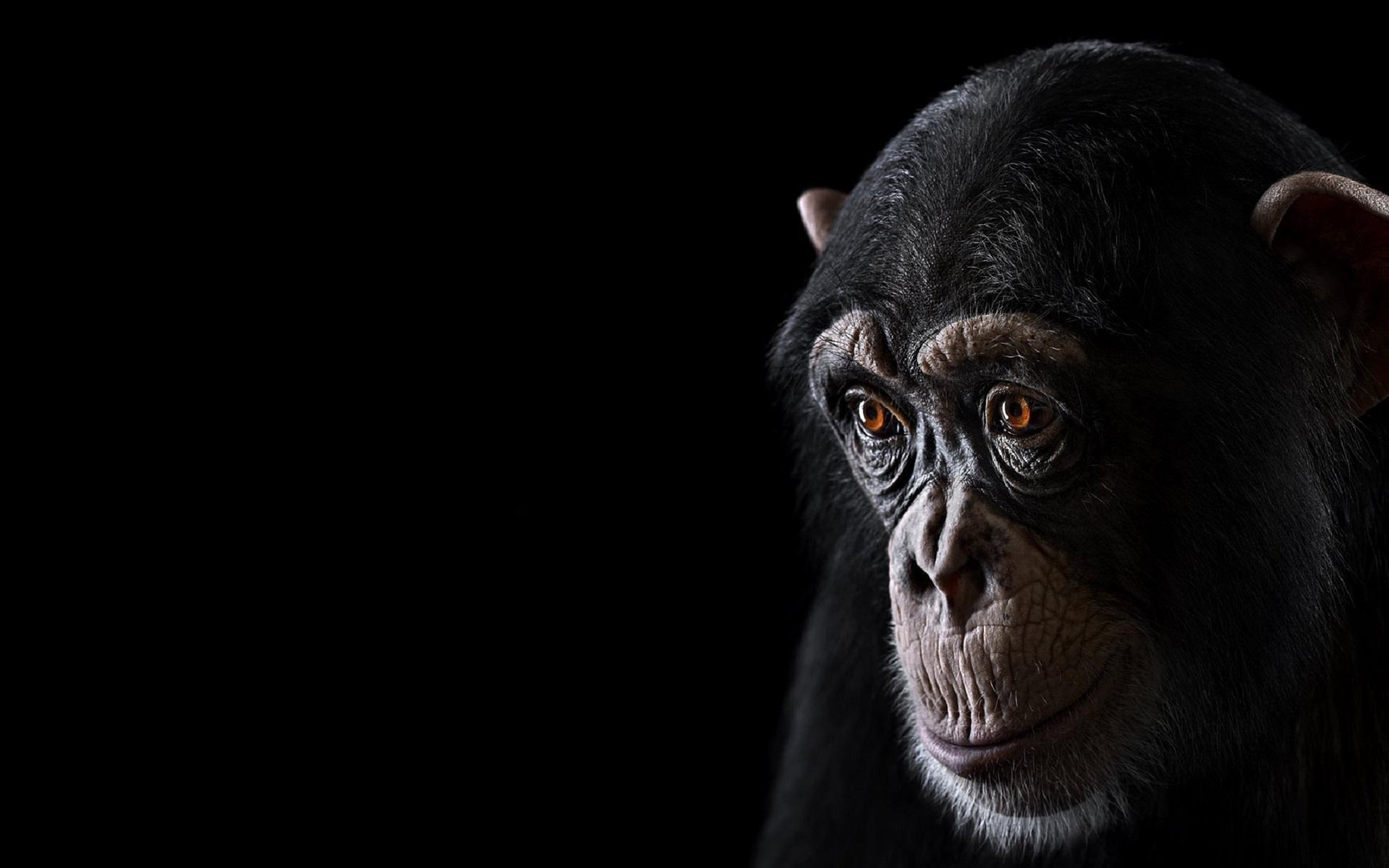 1920x1200 PC.85: Chimpanzee Wallpaper (380x238 px). Wallperio.com™, Desktop