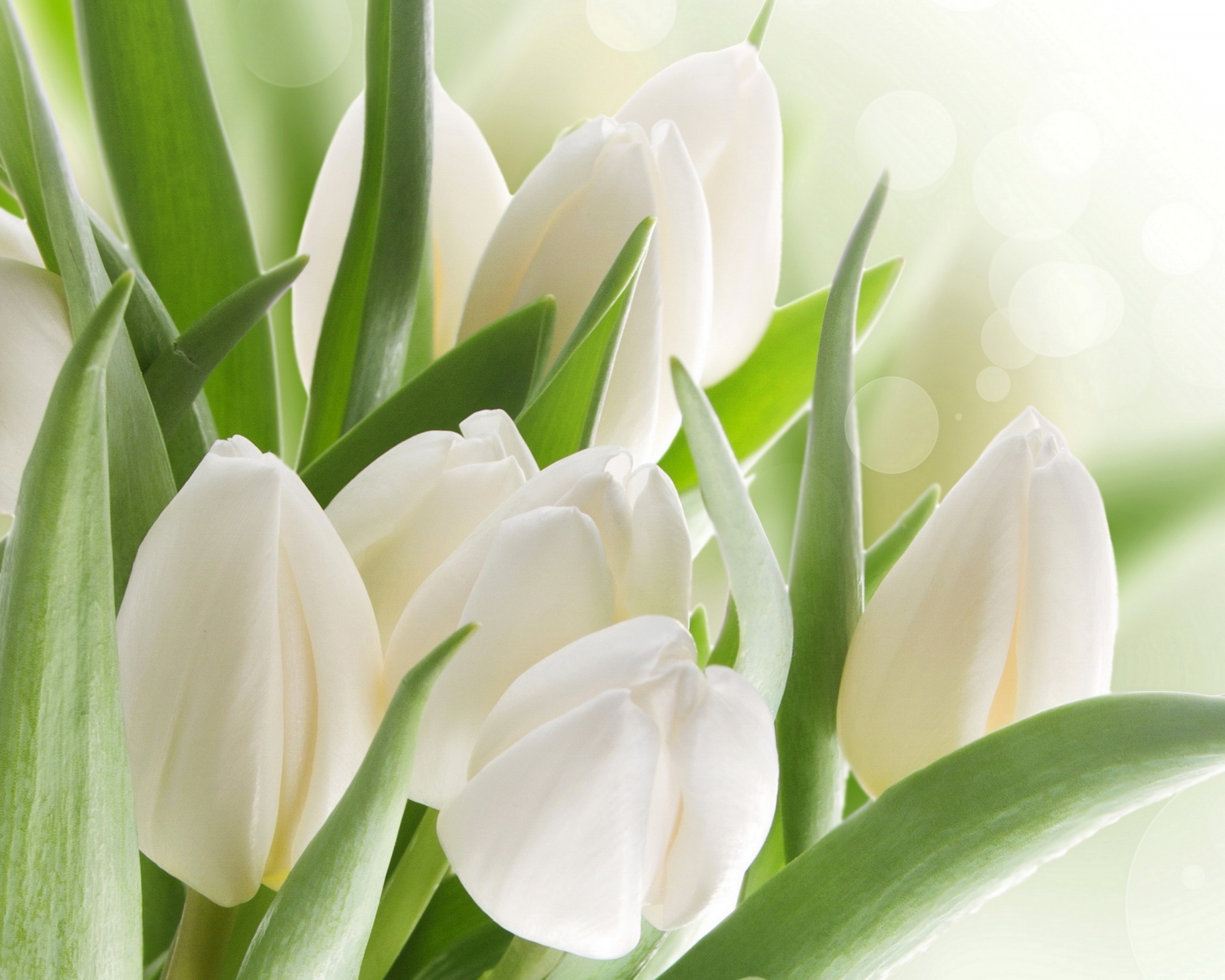 1800x1440 image White Tulips flower Closeup, Desktop