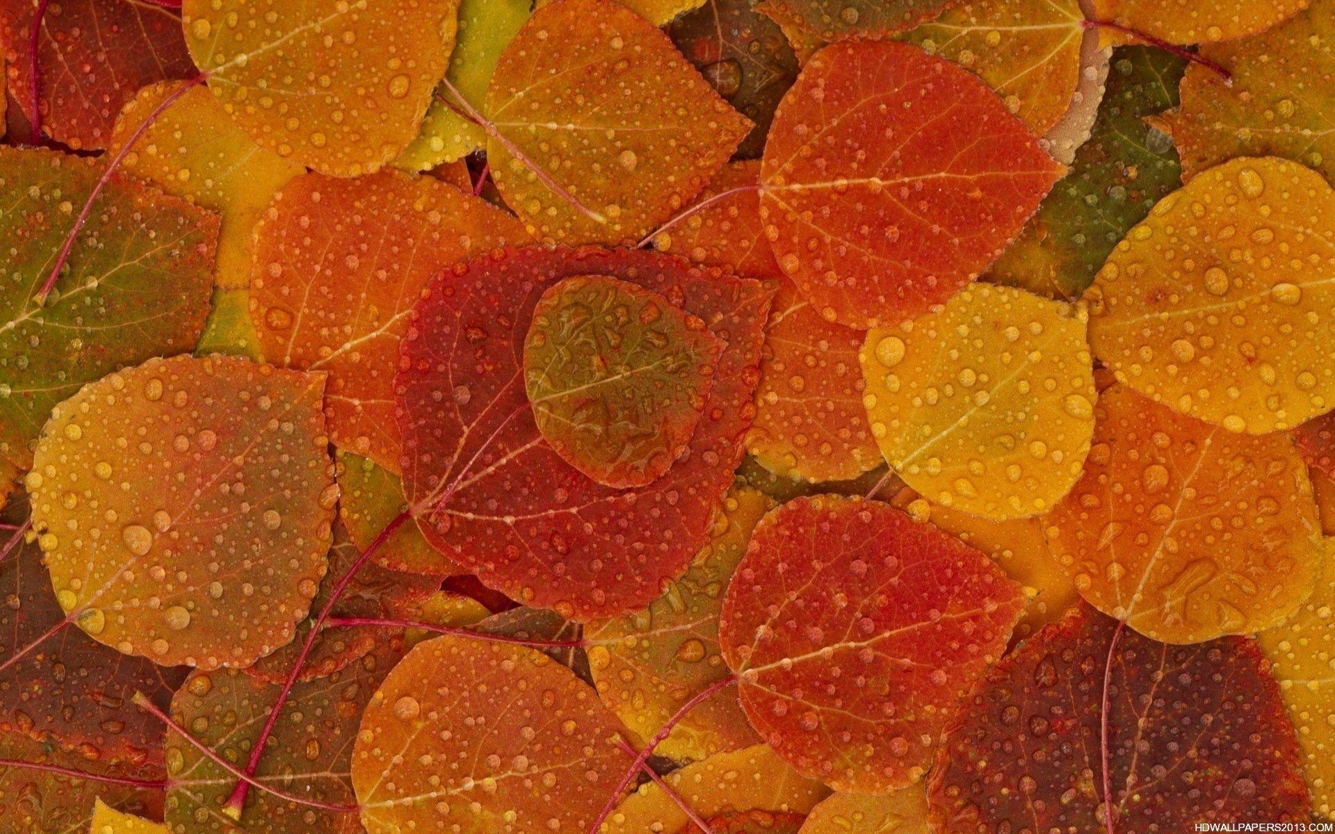 1920x1200 Fall. wallpaper, HD wallpaper, background desktop, Desktop