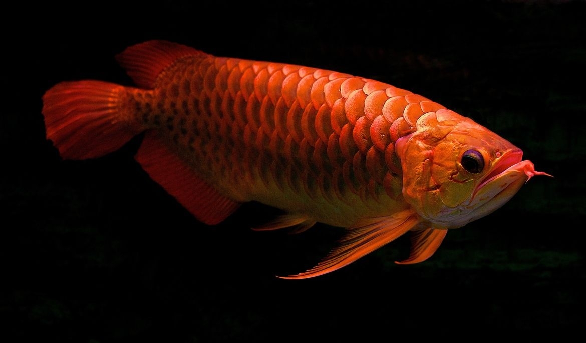 1170x690 Free download Red Arowana photo and wallpaper Cute Red Arowana picture [] for your Desktop, Mobile & Tablet. Explore Red Fish Wallpaper. Fish Wallpaper for Desktop, Fish Tank Wallpaper, Desktop