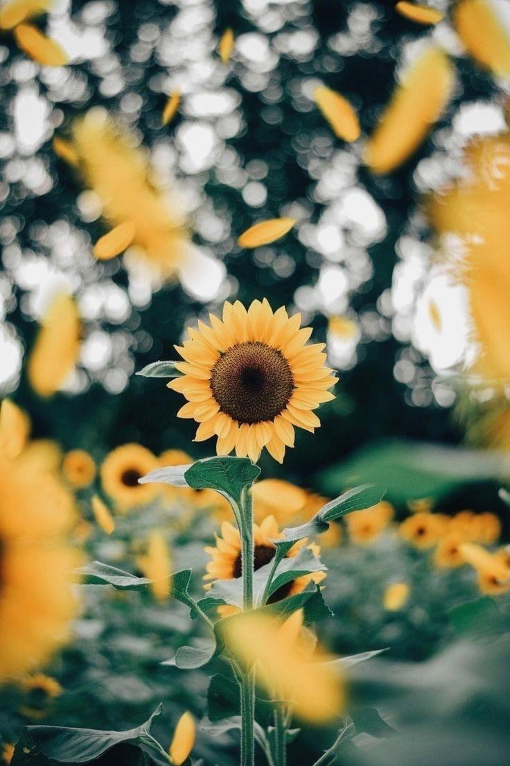 740x1110 Sunflower Wallpaper Tumblr iPhone Wallpaper HD For PC, Phone