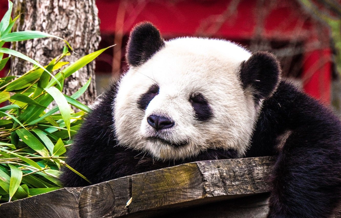 1340x850 Wallpaper animals, cute, sleeping, panda, blur effect, muzzle, asleep, 4k ultra HD background image for desktop, section животные, Desktop