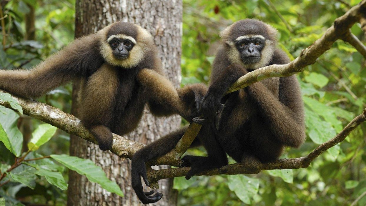 1250x700 Animals Indonesia National Park gibbons wallpaper, Desktop