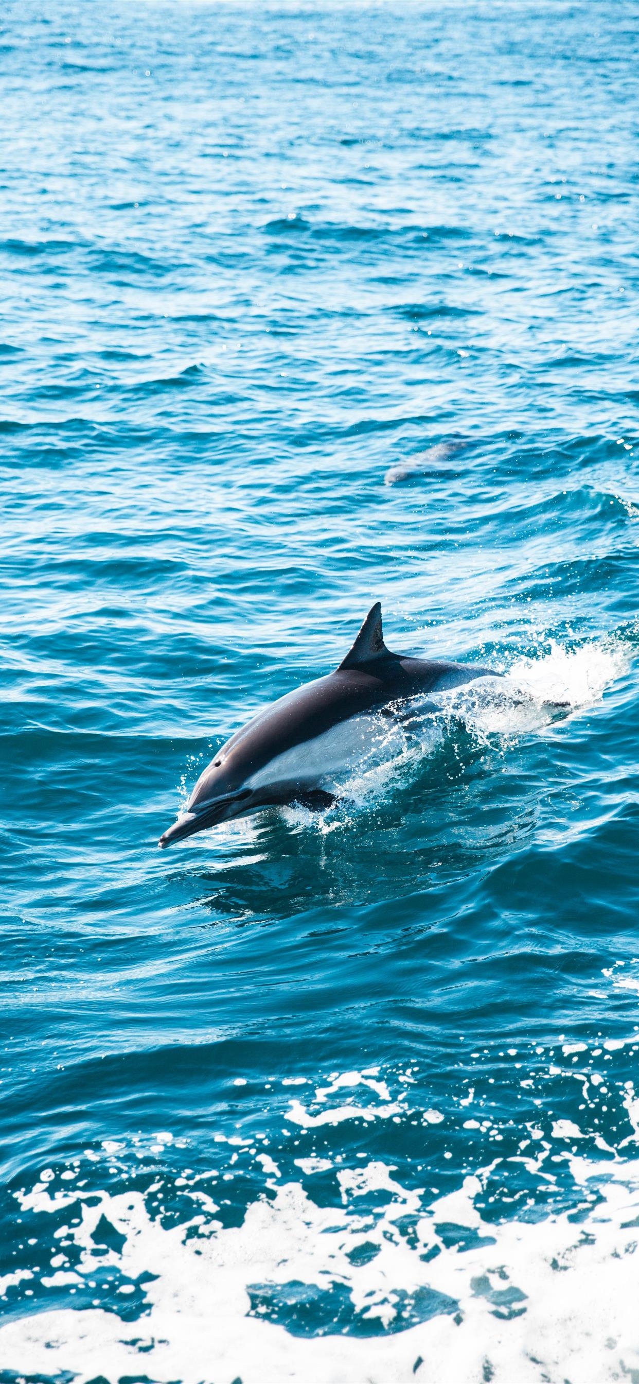 1250x2690 Dolphin Dive iPhone X Wallpaper Free, Phone