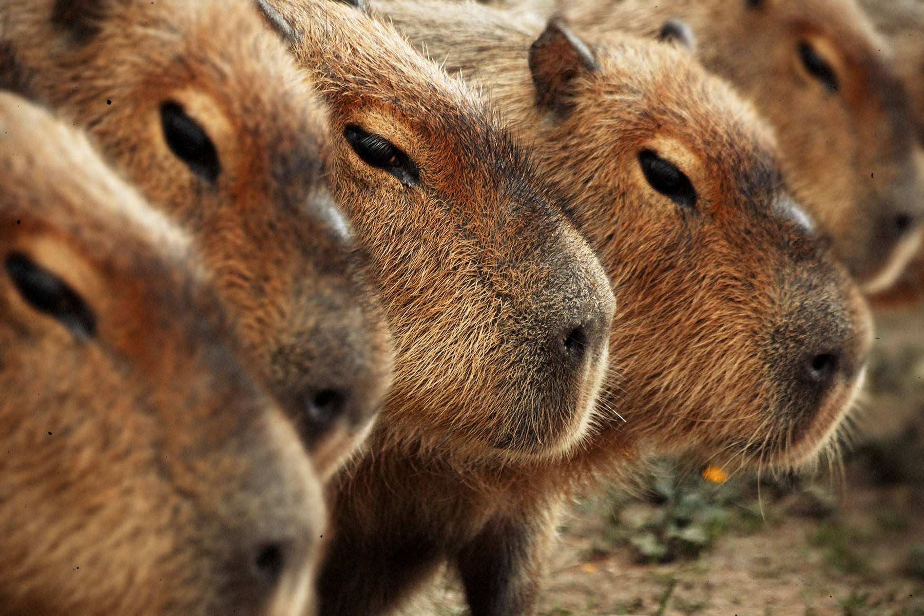 1800x1200 Capybara Wallpaper, Desktop