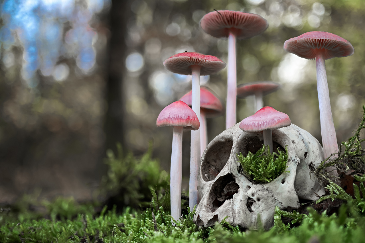 1280x860 Desktop Wallpaper Skulls blurred background Moss Mushrooms nature, Desktop