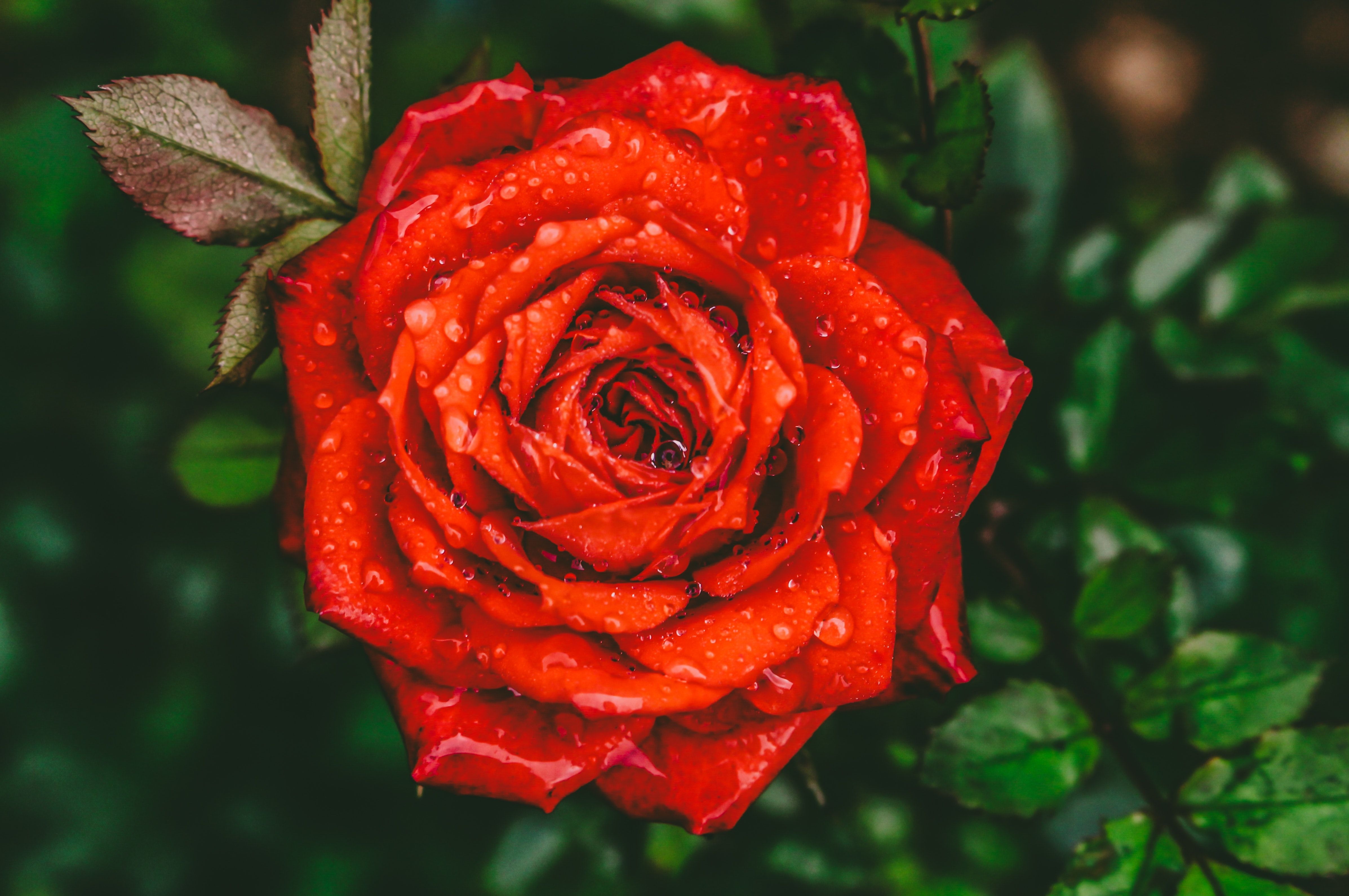 4790x3180 Close Up Photography Of Red Rose Flower With Water Drops · Free, Desktop