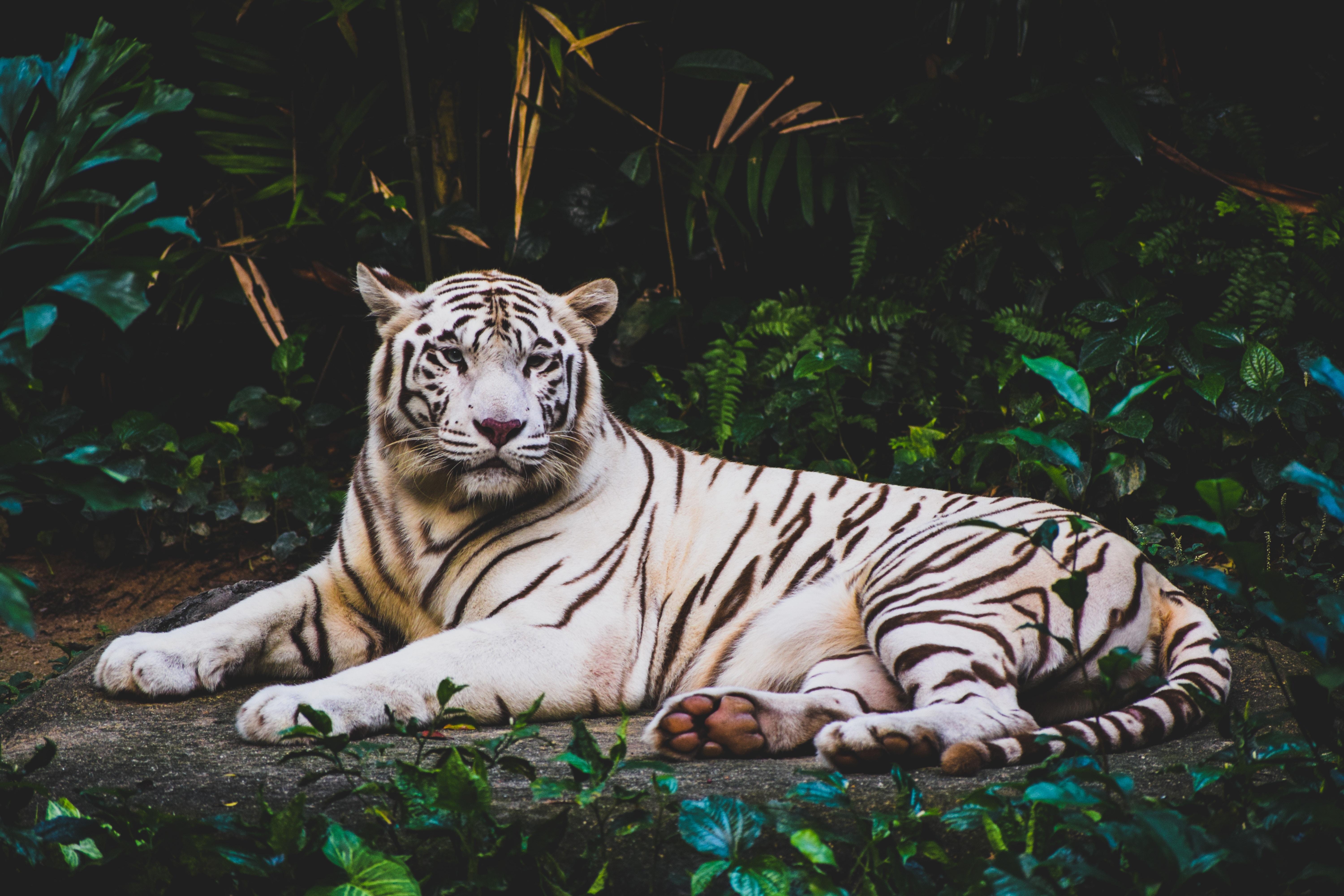 6000x4000 Wallpaper White Tiger, HD, 5K, Animals, Desktop