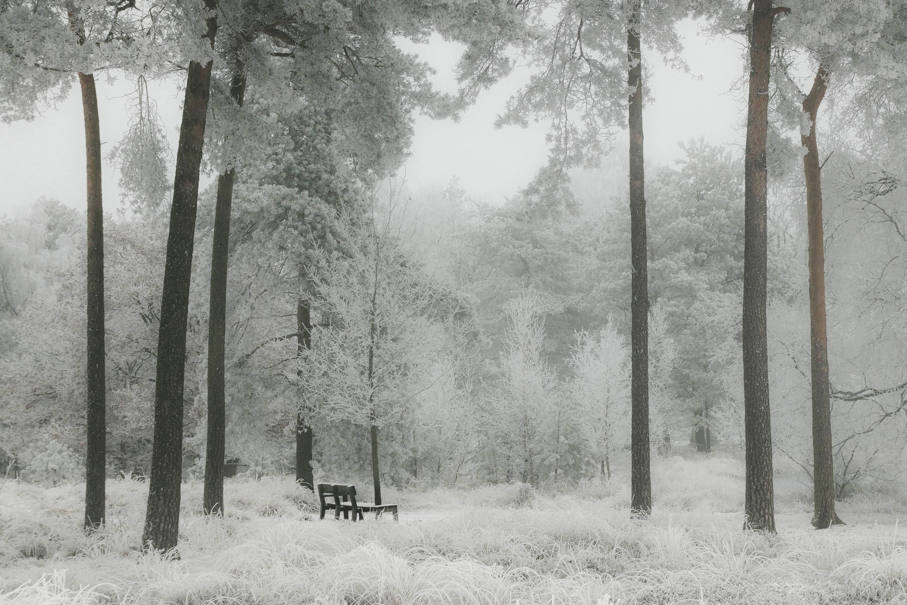 3840x2560 Black And White Winter Forest Wallpaper, Desktop