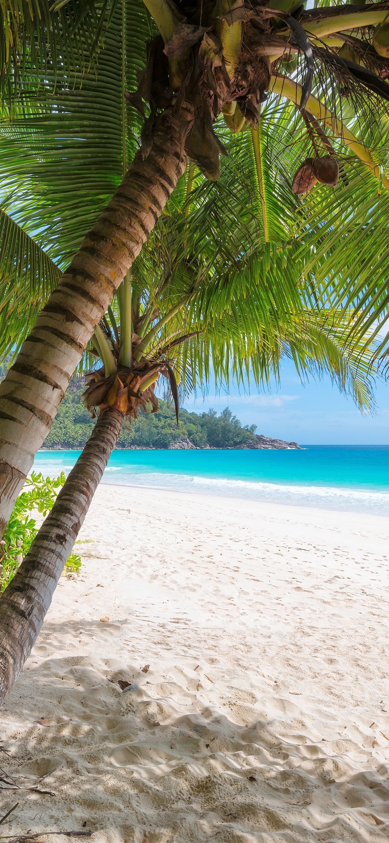 1250x2690 Palm trees, beach, sea, tropical, summer  iPhone 11 Pro, Phone