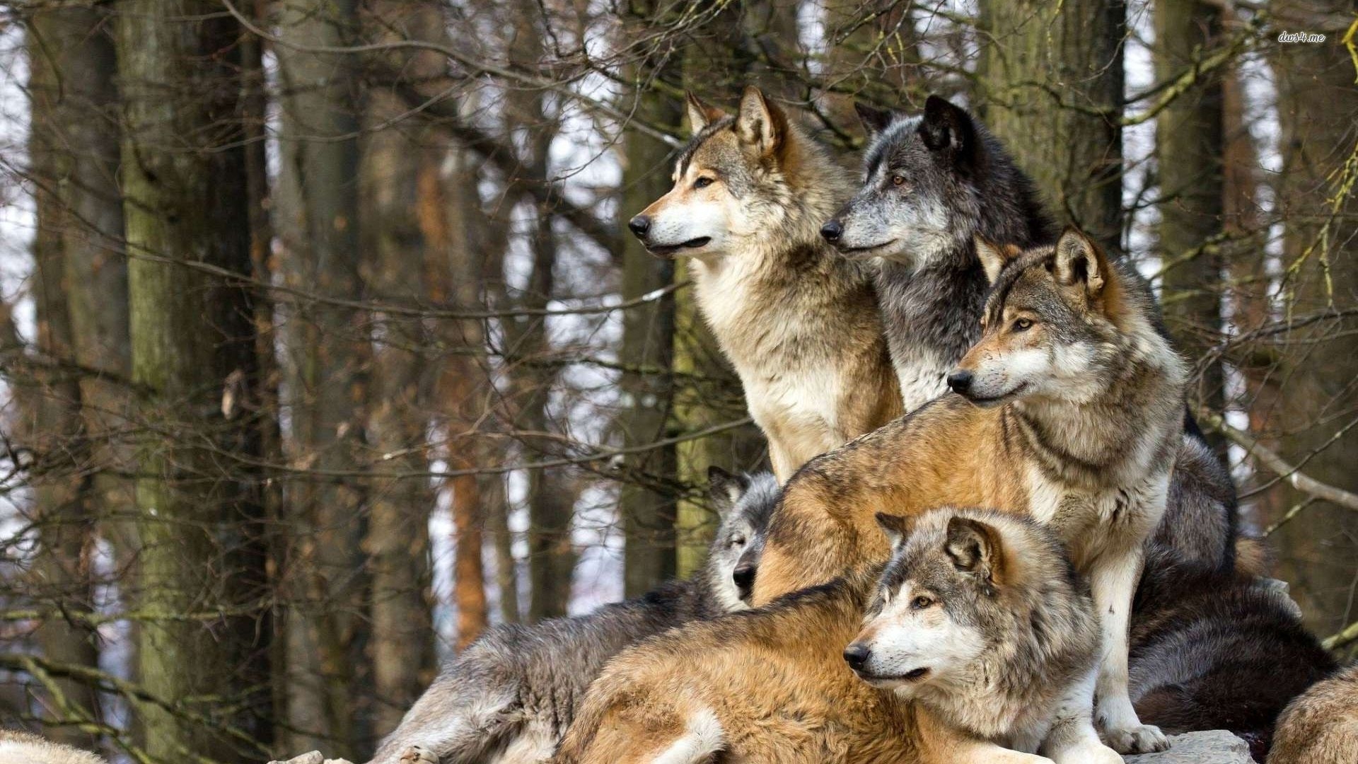 1920x1080 Followership Of Wolves HD, Desktop