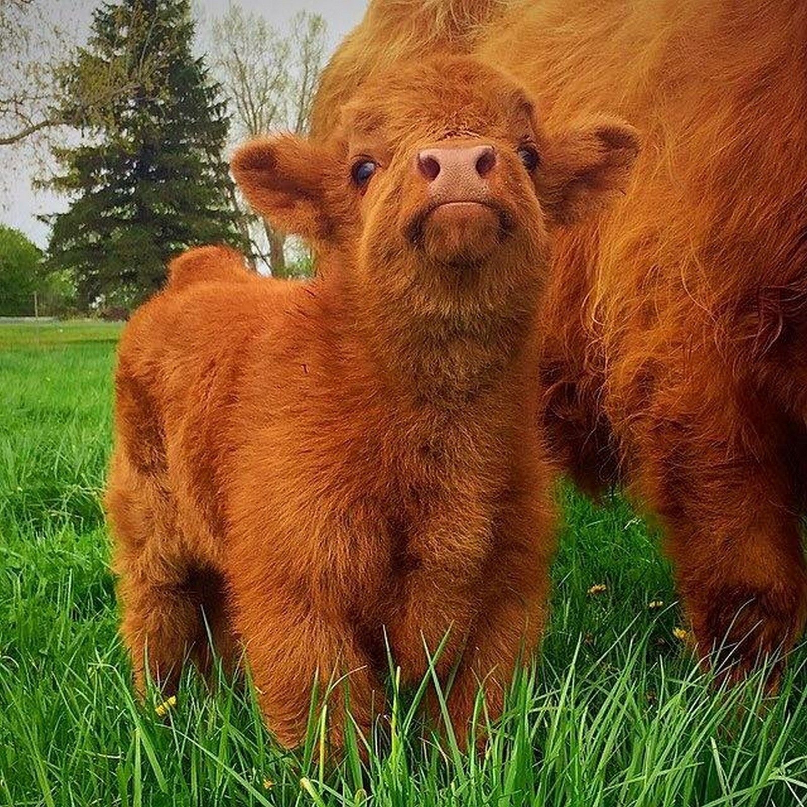 1600x1600 Highland Cattle Calf Photo to Bring a Smile to Your Day Highland Cattle Calf Photo to Bring a Smile to Your Day. Cute baby cow, Fluffy cows, Baby cows, Phone