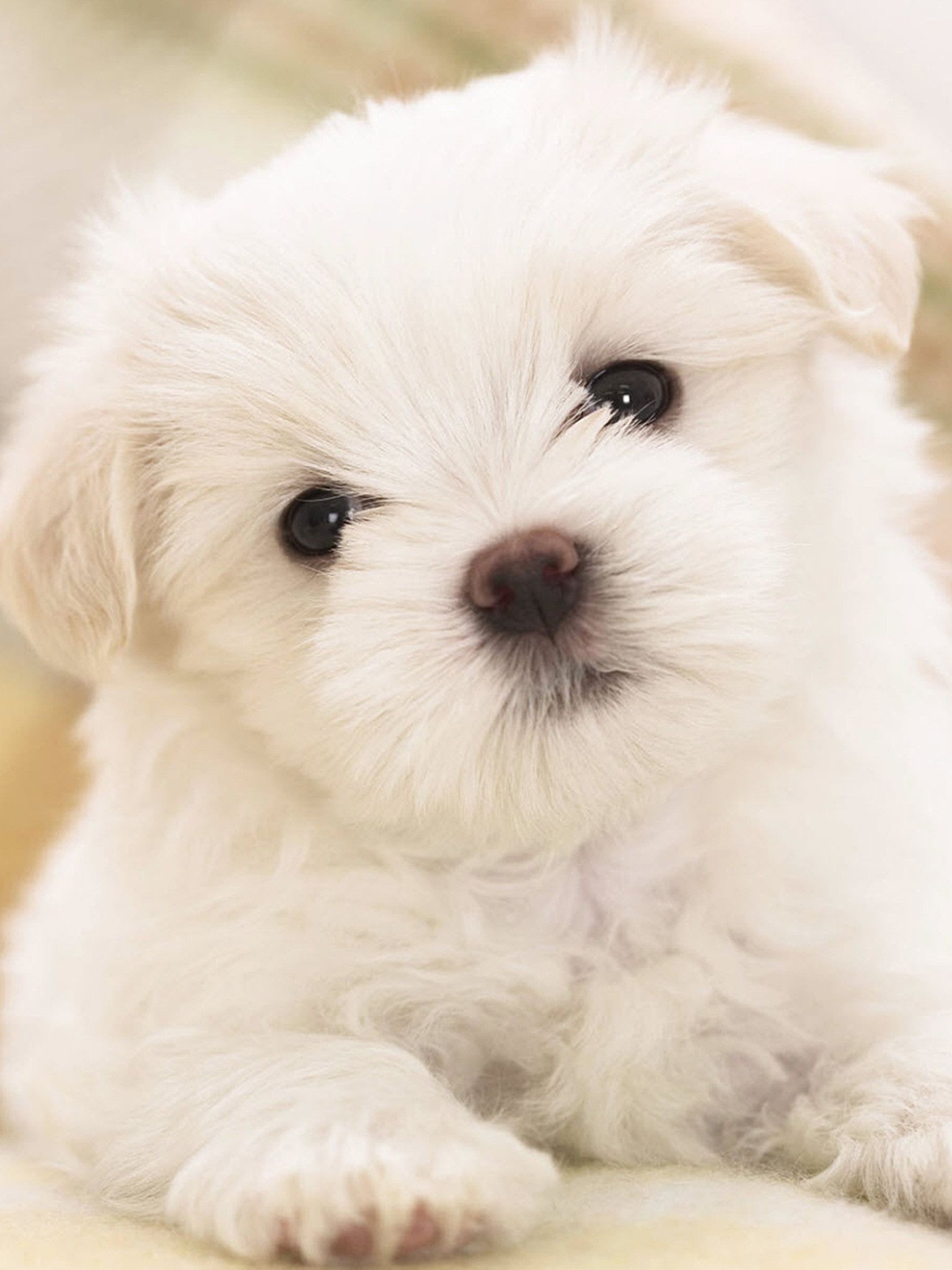 1540x2050 iPhone Cute Dog Wallpaper, Phone