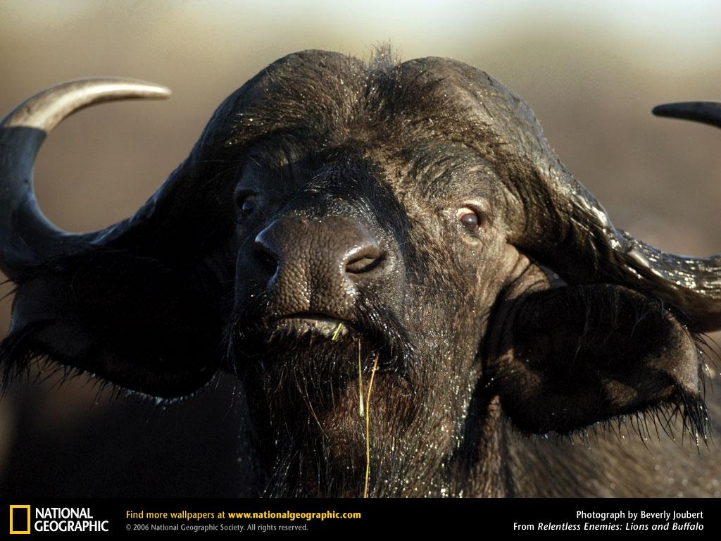 1030x770 Free Buffalo Wallpaper G92A3X, Desktop