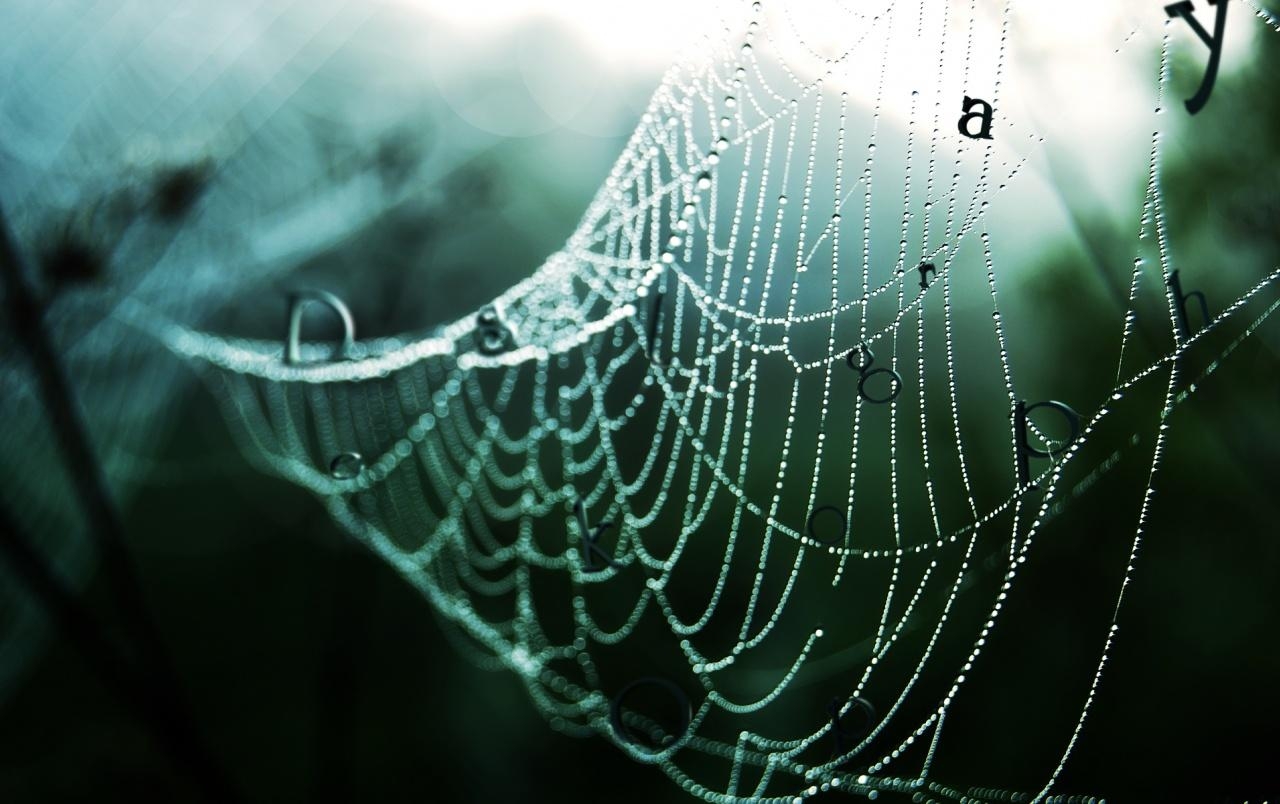 1280x810 Wet spider web wallpaper. Wet spider web, Desktop