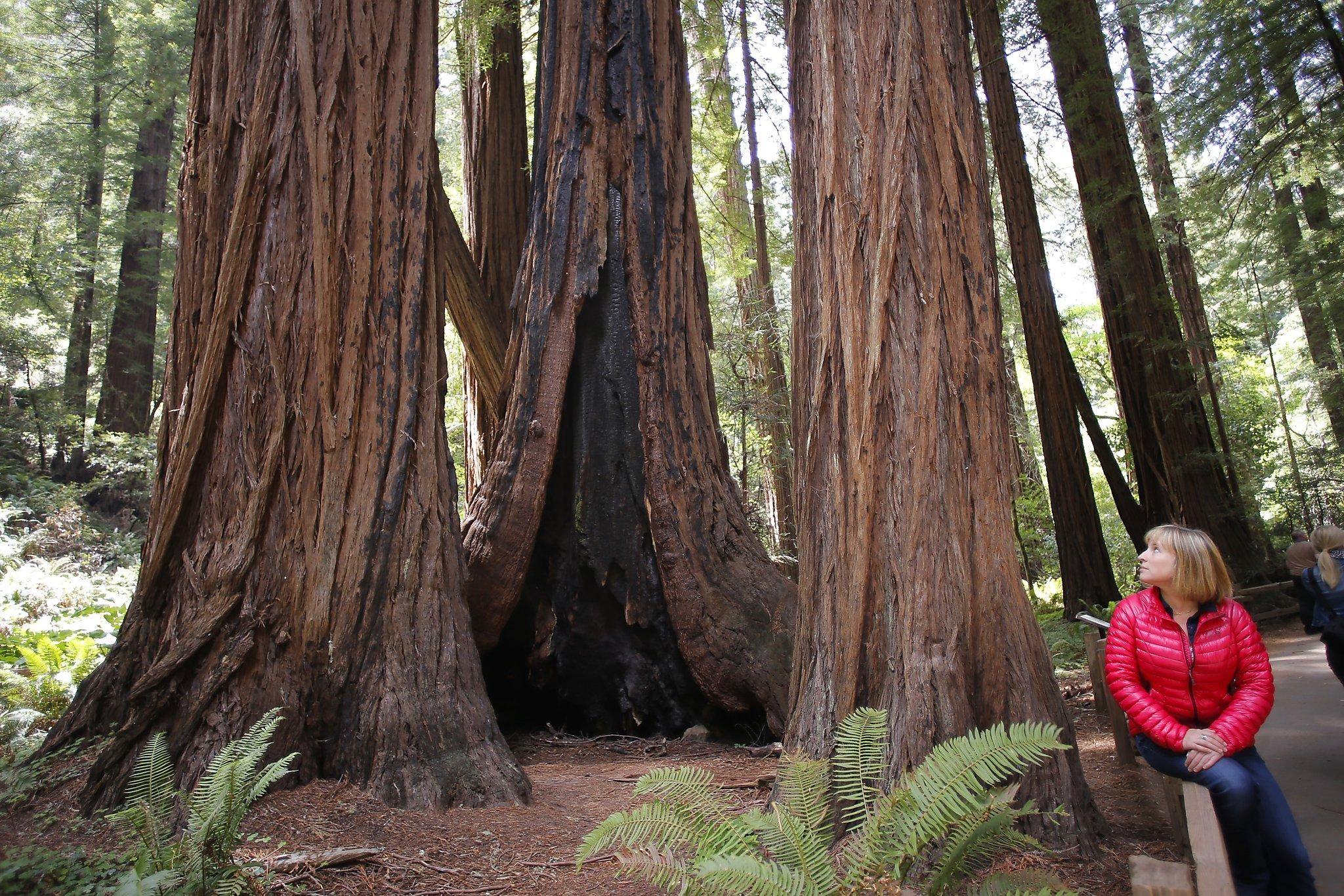 2050x1370 777 Year Old Tree Is A Babe In Muir Woods, Desktop