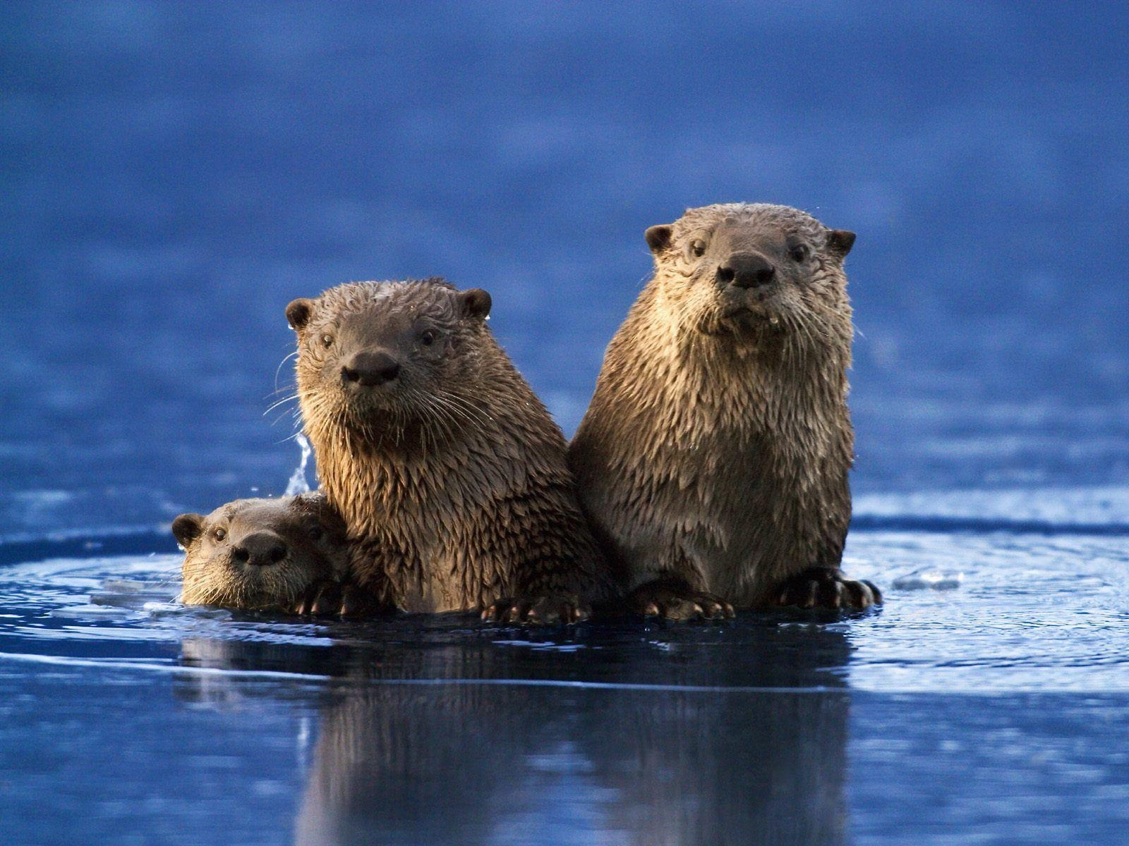 1600x1200 Sea Otter Wallpaper 4 Planent, Desktop