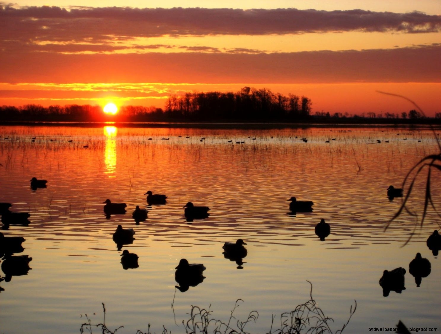 1490x1130 Ducks Unlimited Hunting Wallpaper Hunting Desktop Background HD Wallpaper, Desktop