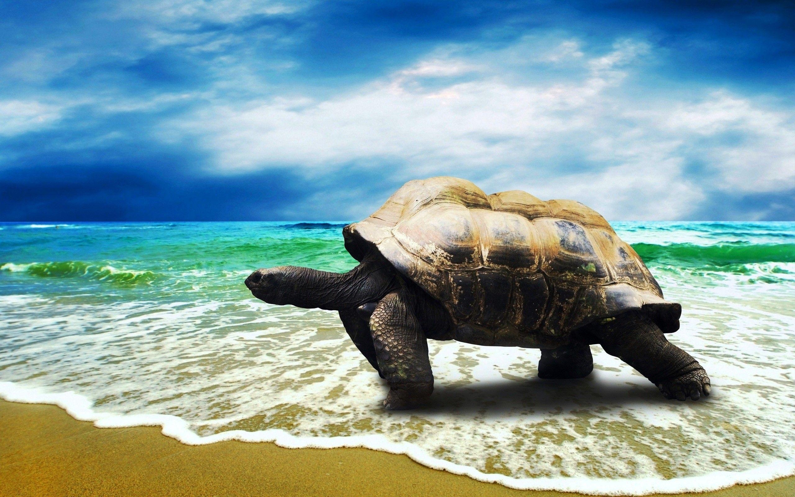 2560x1600 Big Turtle Walking on Beach HD Sea Animal HD Wallpaper, Desktop