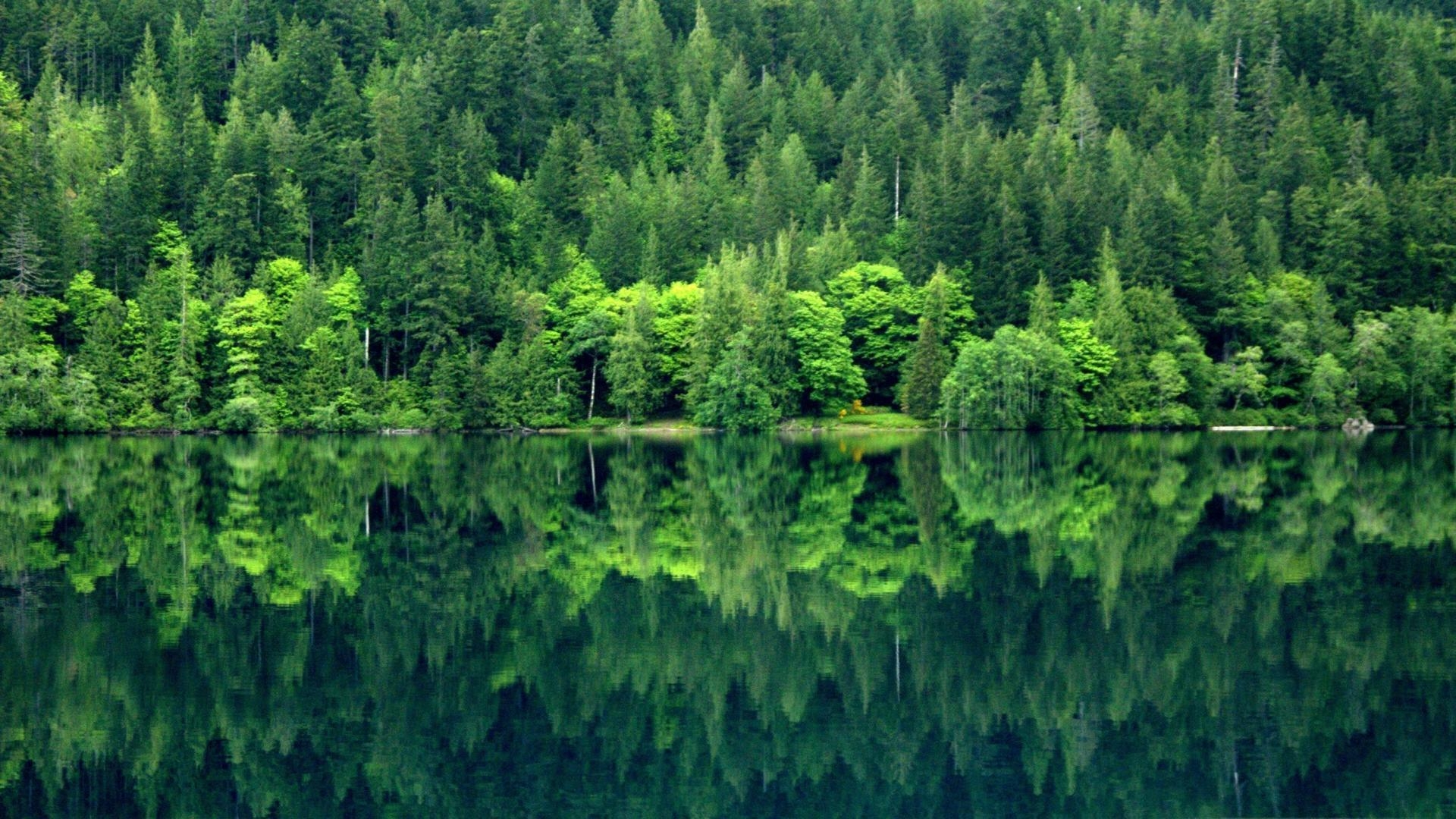 1920x1080 Olympic national park peninsula washington state crescent forests, Desktop