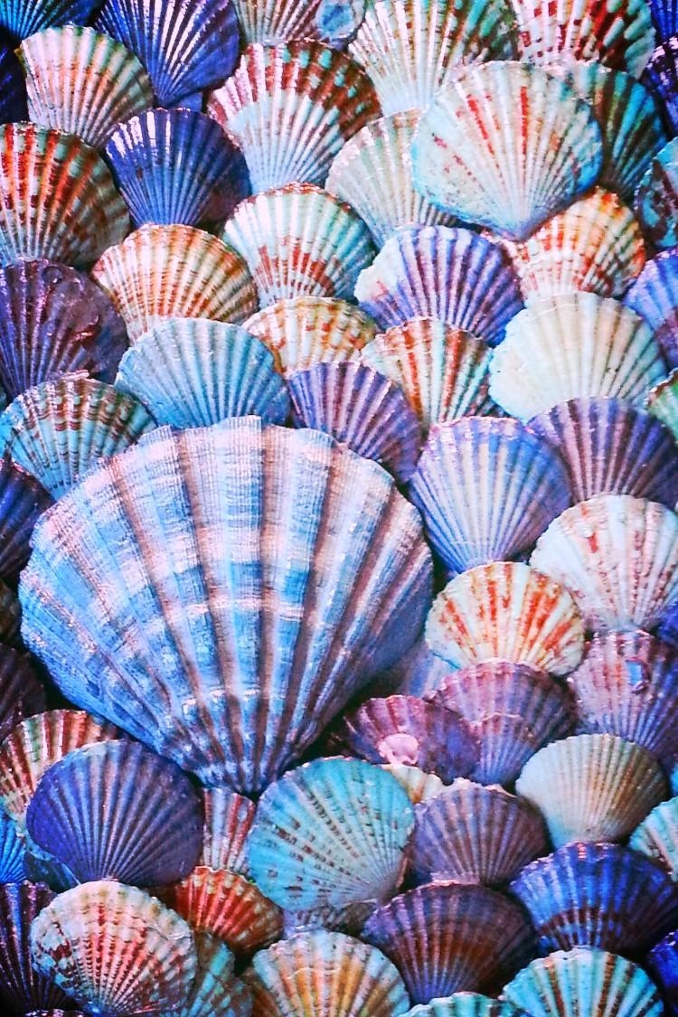 750x1130 iPhone Wallpaper. Shell, Scallop, Cockle, Hot air balloon, Phone