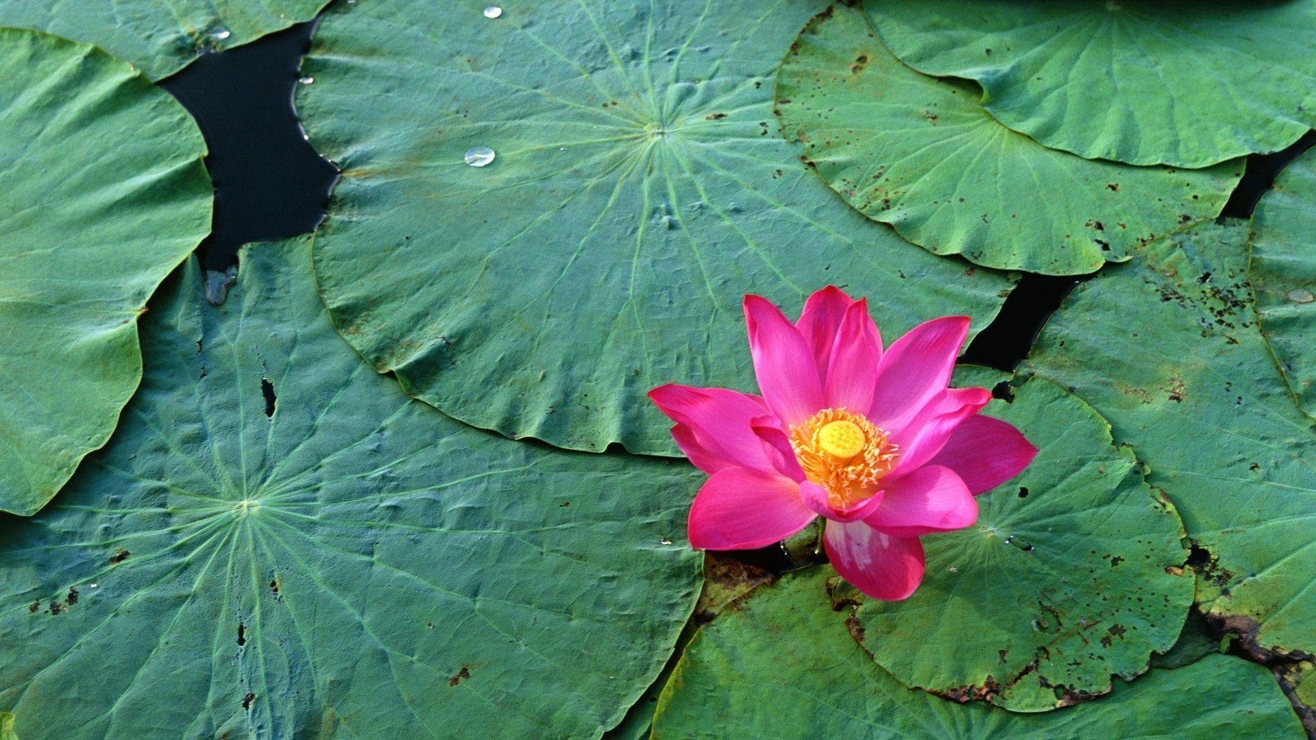 1920x1080 Lotus Flowers Wallpaper HD. Freetopwallpaper, Desktop