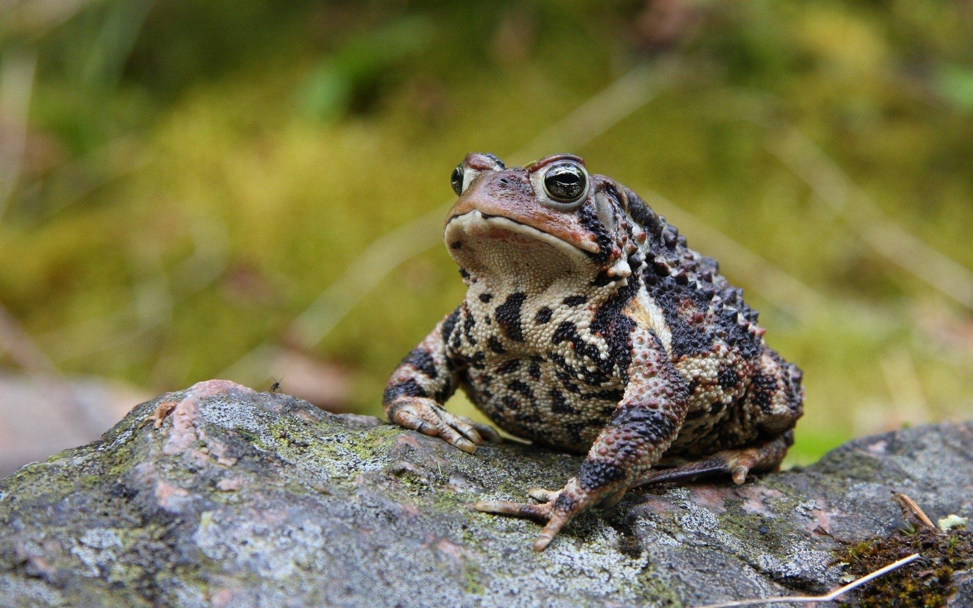 1920x1200 American Toad HD Wallpaper, Desktop