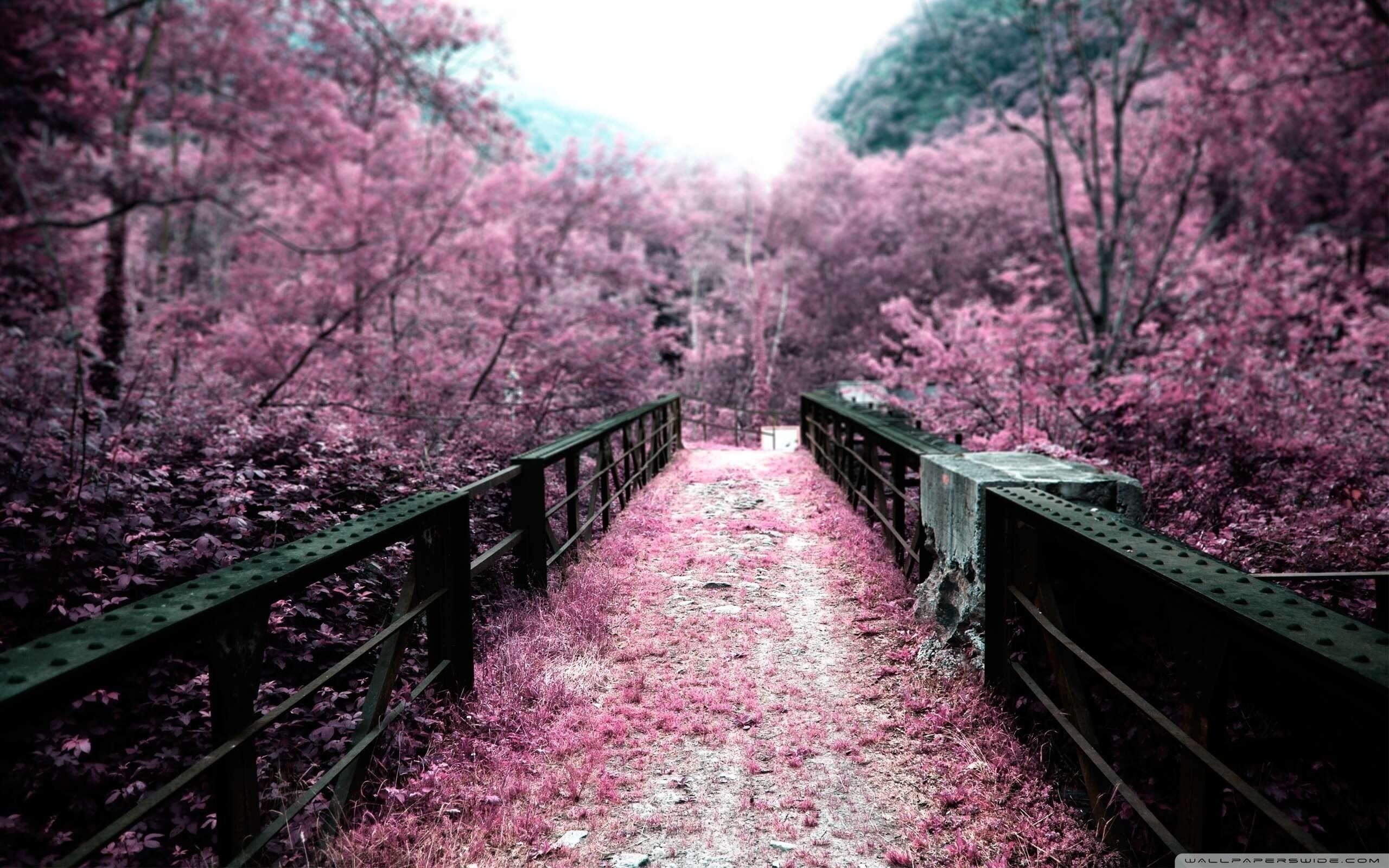 2560x1600 Pink Autumn Wallpaper Free Pink Autumn Background, Desktop