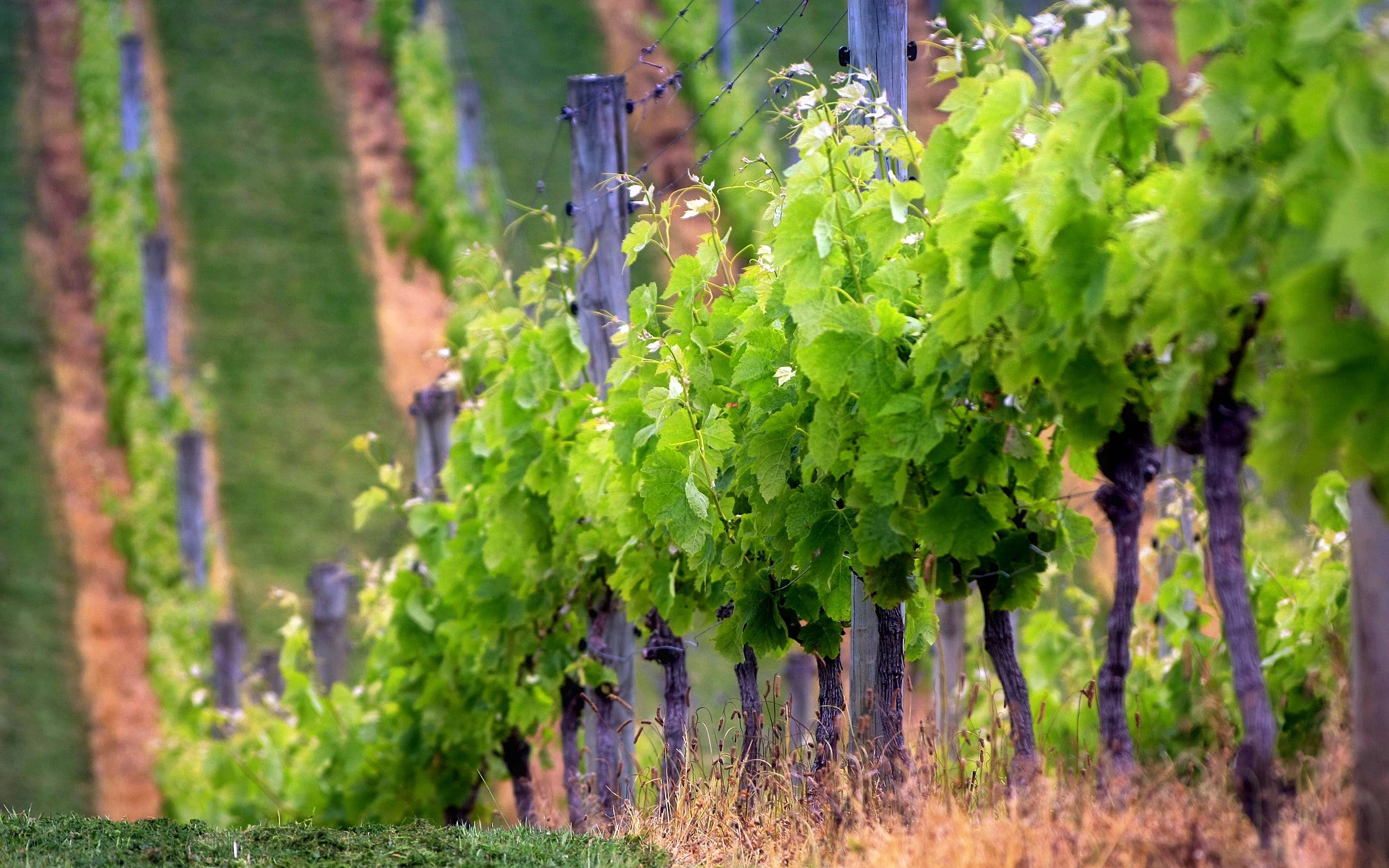 2560x1600 Best Vineyard Wallpaper Background Wallpaper. High, Desktop