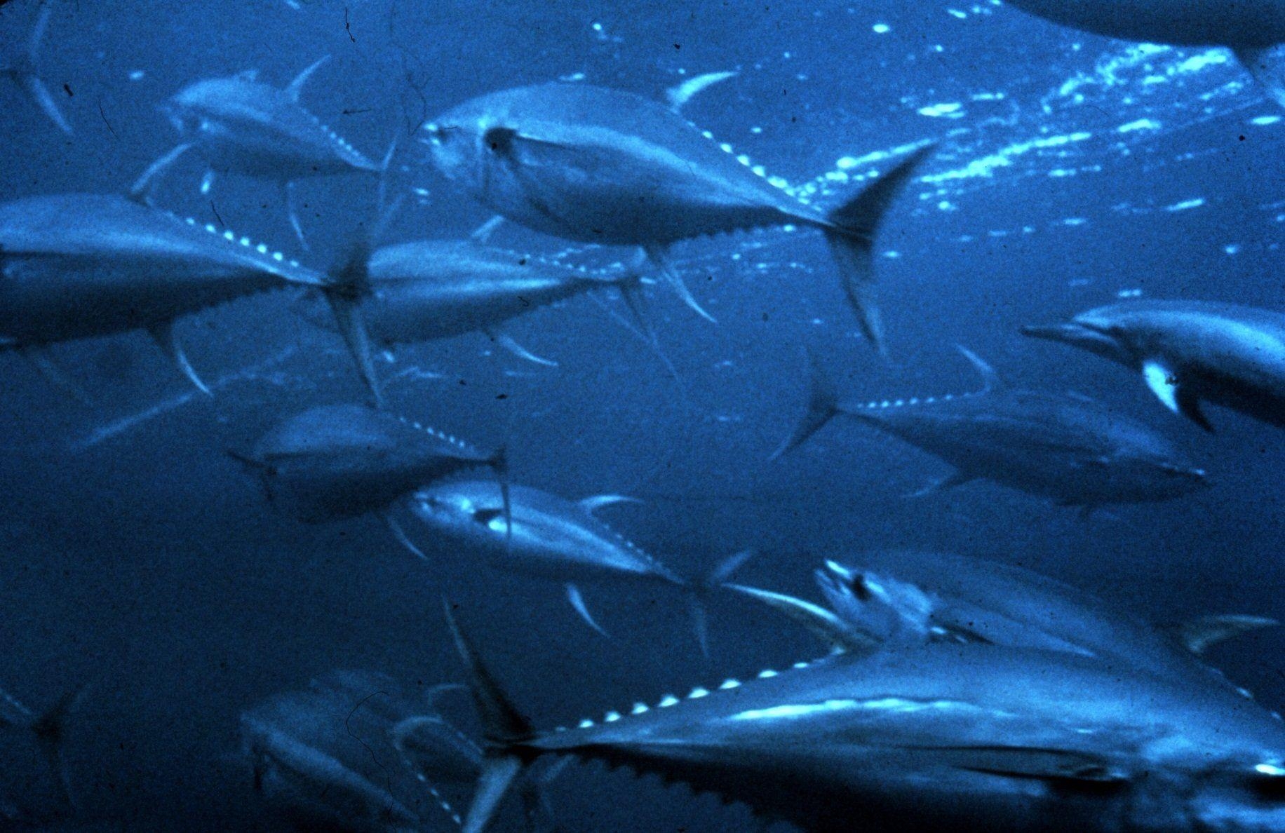 1840x1190 Tuna HD Wallpaper and Background Image, Desktop