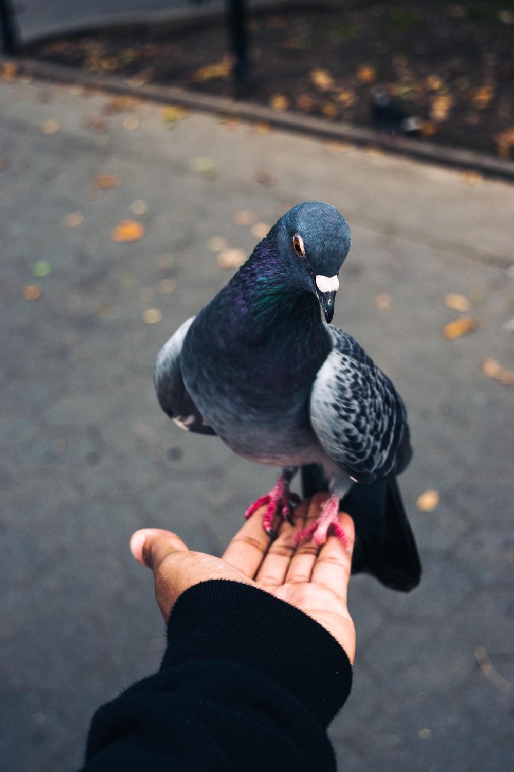 1000x1500 rock pigeon on person's left palm photo, Phone