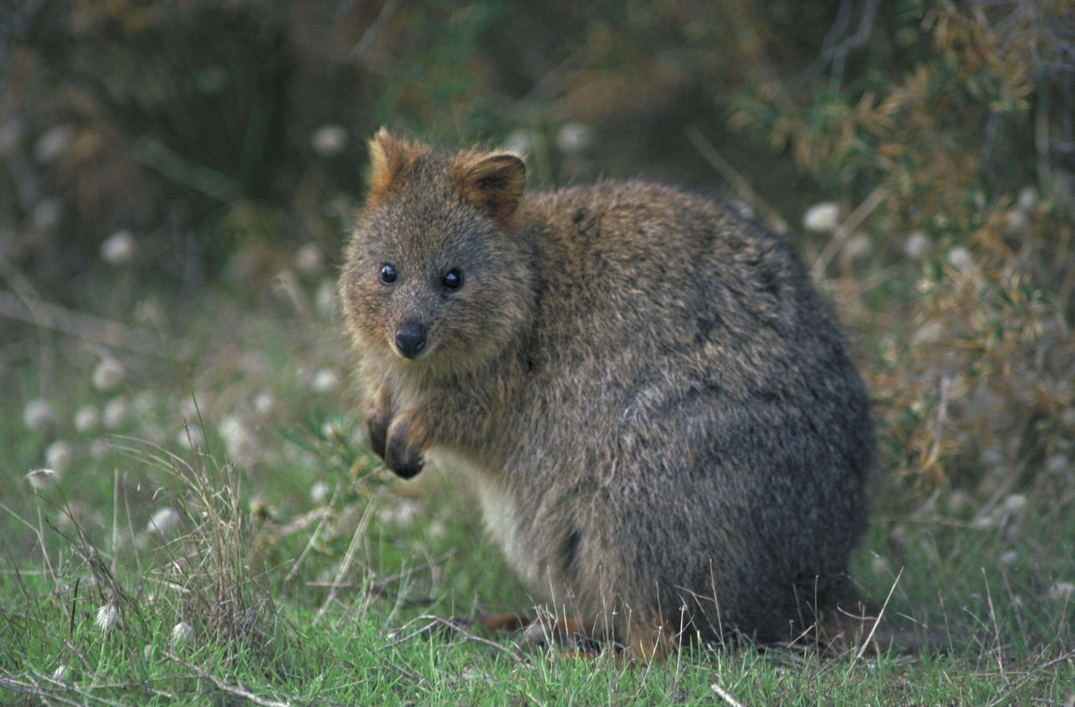 3770x2480 image of Desktop Wallpaper Quokka Setonix - #FAN, Desktop