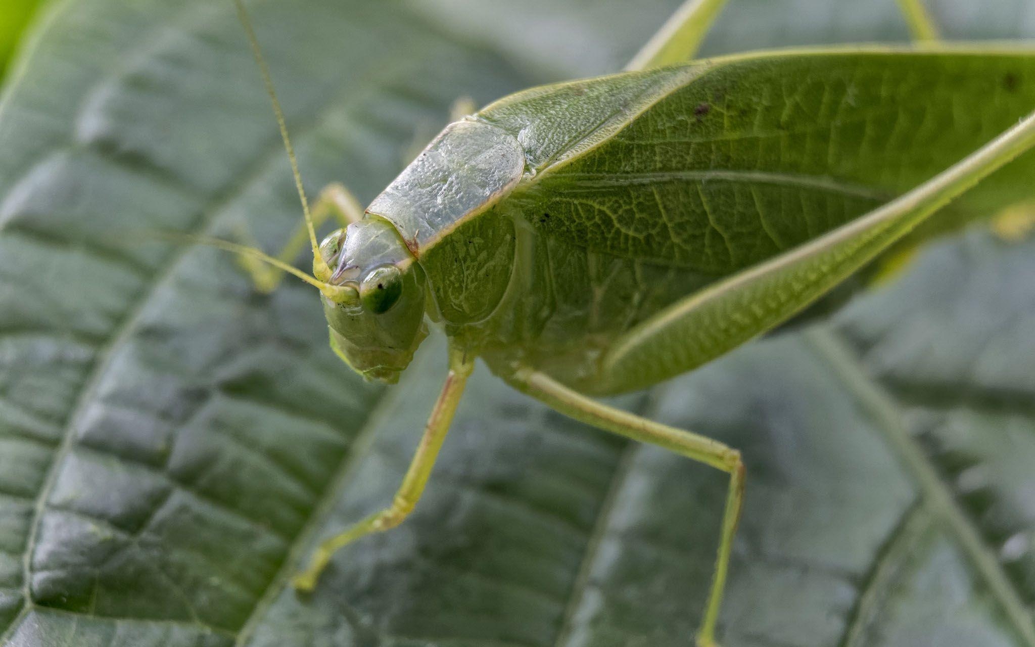 2050x1280 Leafhopper Free HD Wallpaper Image Background, Desktop