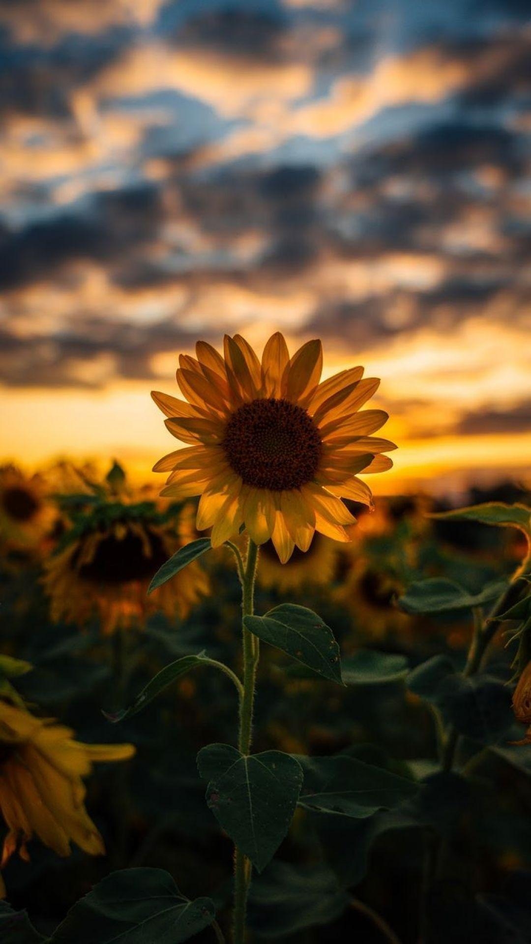 1080x1920 Yellow Aesthetic Sunflowers, iPhone, Phone