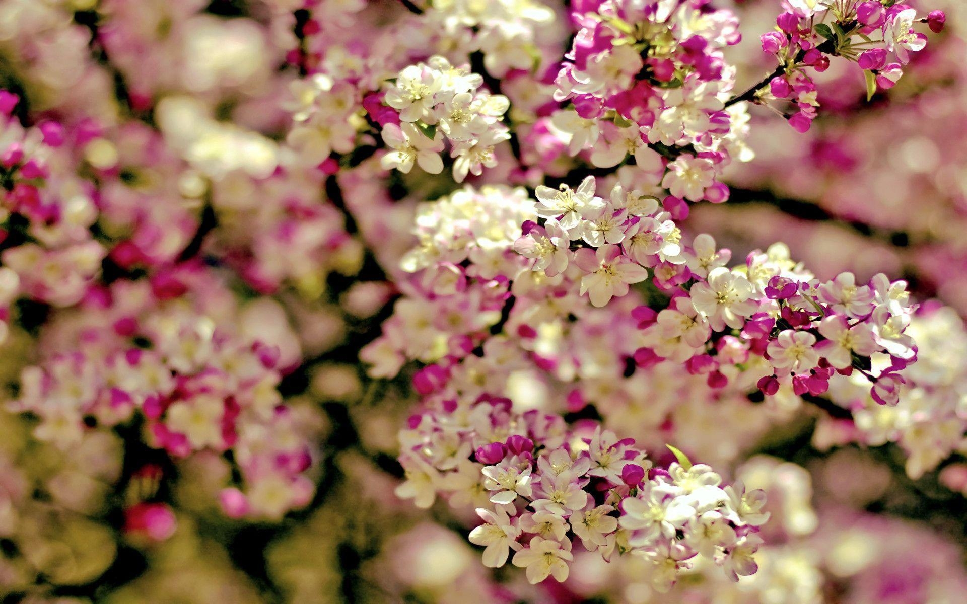 1920x1200 Cherry Blossom Tree wallpaper, Desktop