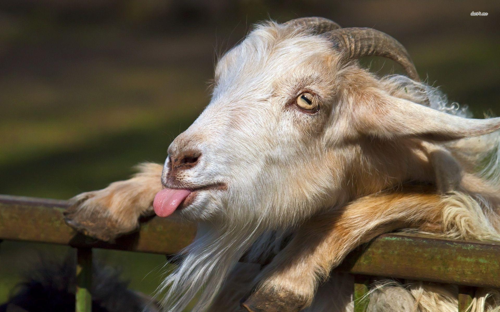 1920x1200 units of Goat Picture, Desktop