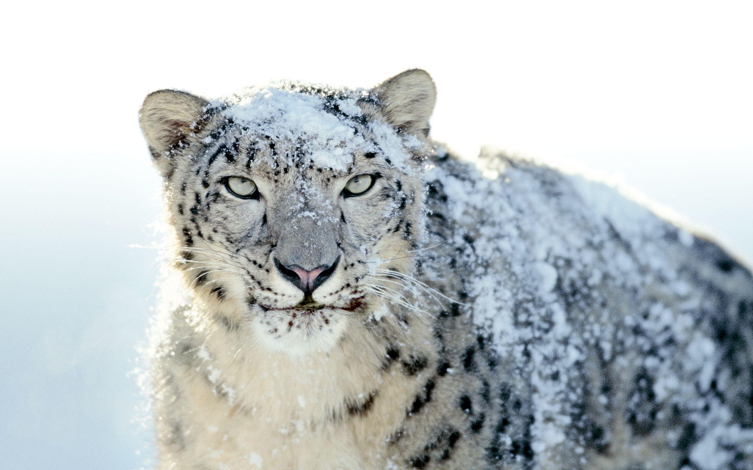 2560x1600 Snow Leopard Wallpaper, Desktop