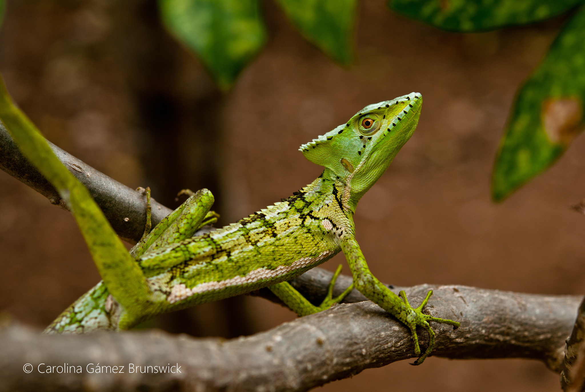 2050x1380 Photos of Serrated Casquehead Iguana Laemanctus serratus, Desktop