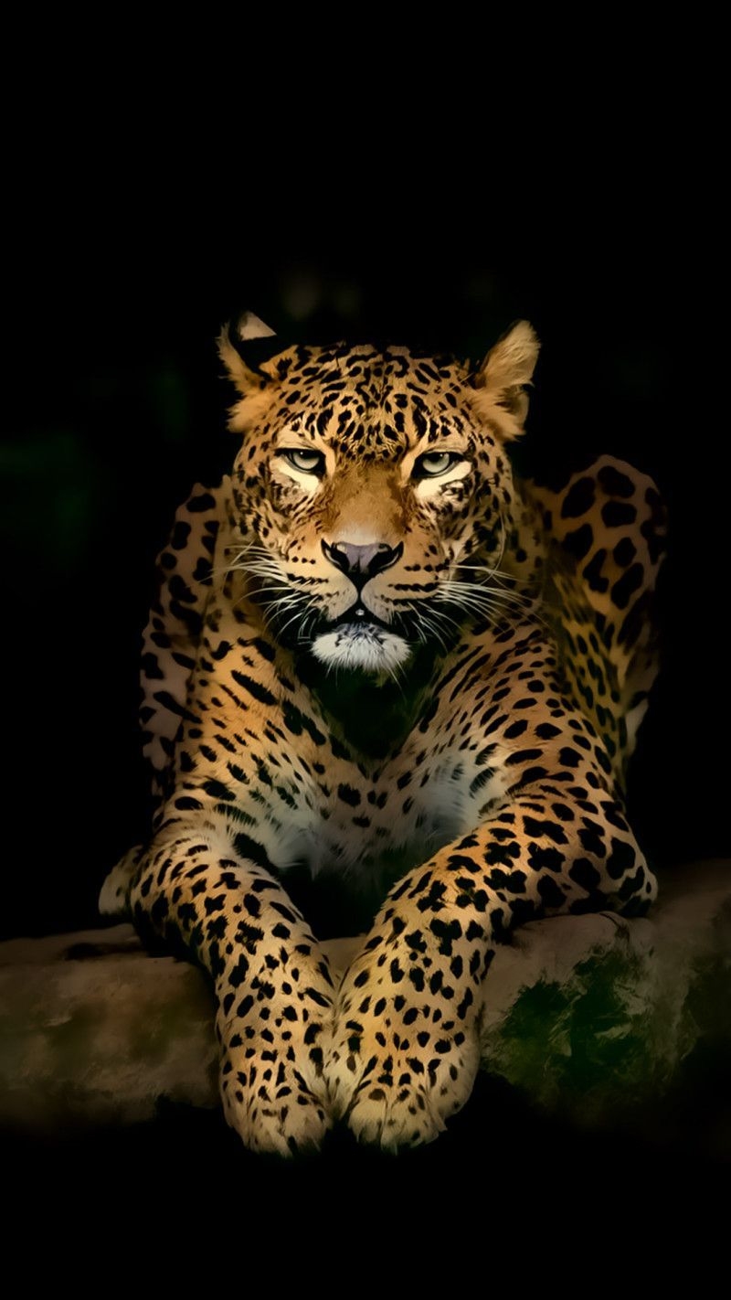 800x1430 Leopard iPhone Wallpaper Free Leopard iPhone Background, Phone