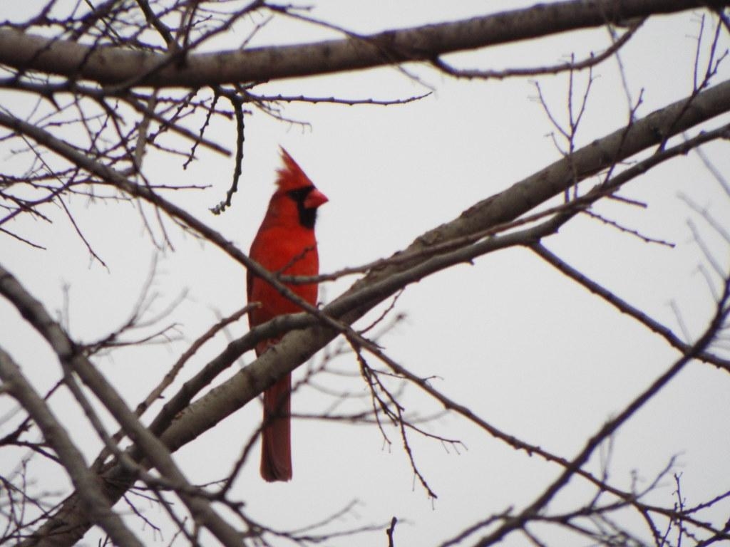 1030x770 Northern Cardinal, March Crowley Park Richardson, Texas, Desktop