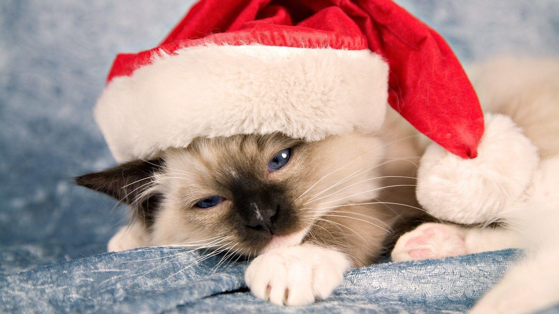 1920x1080 Christmas Cat Wallpaper, Desktop